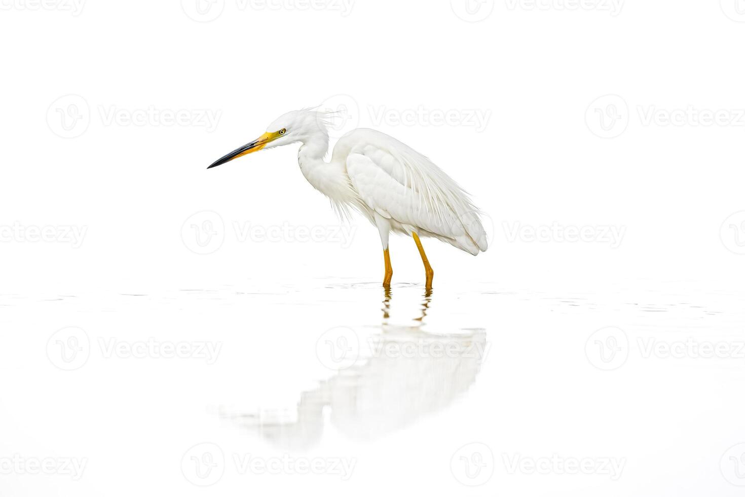 White Egret Standing In Shallow Water photo