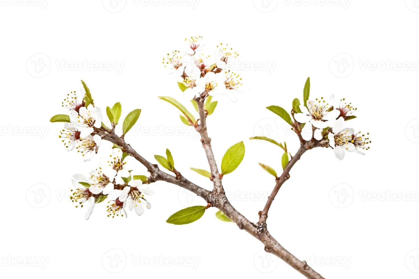 Branch of a flowering cherry tree with white blossoms isolated on white background photo