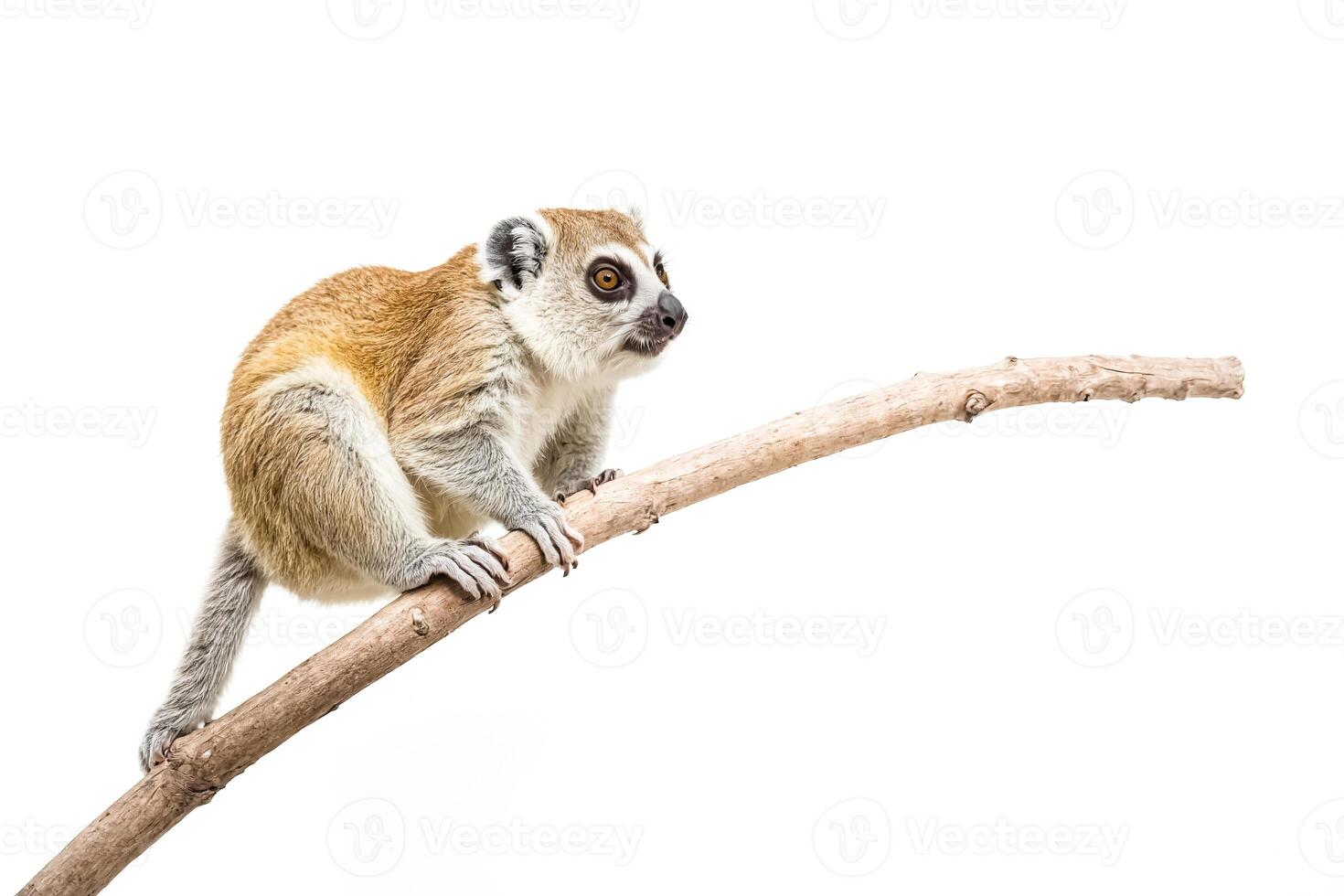 A brown lemur looking to the right on a branch photo