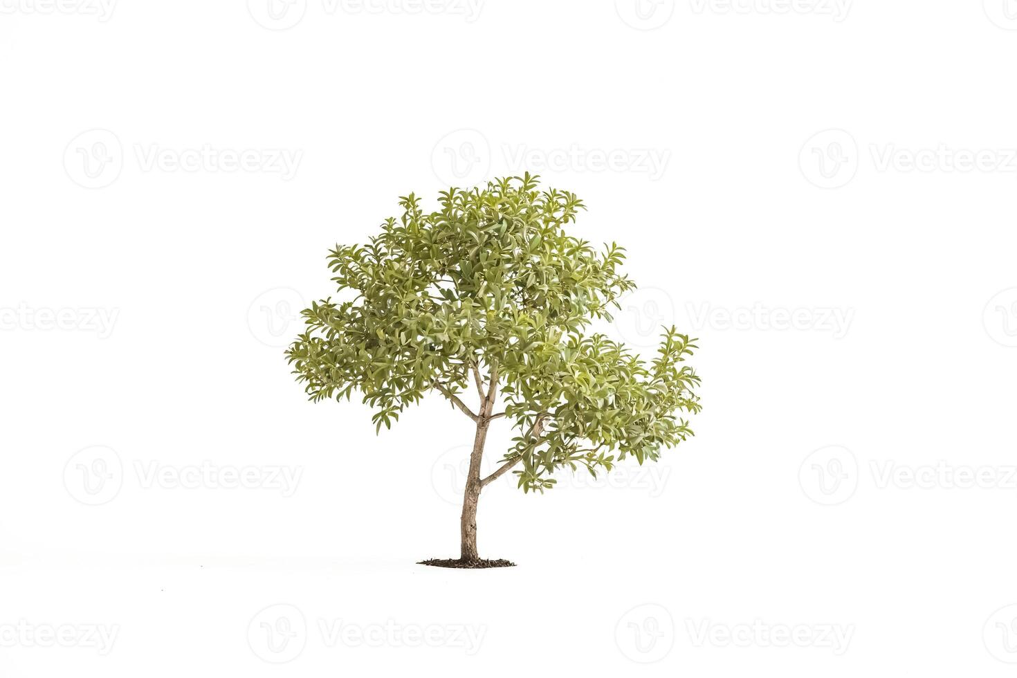 Small Tree Isolated on White Background photo