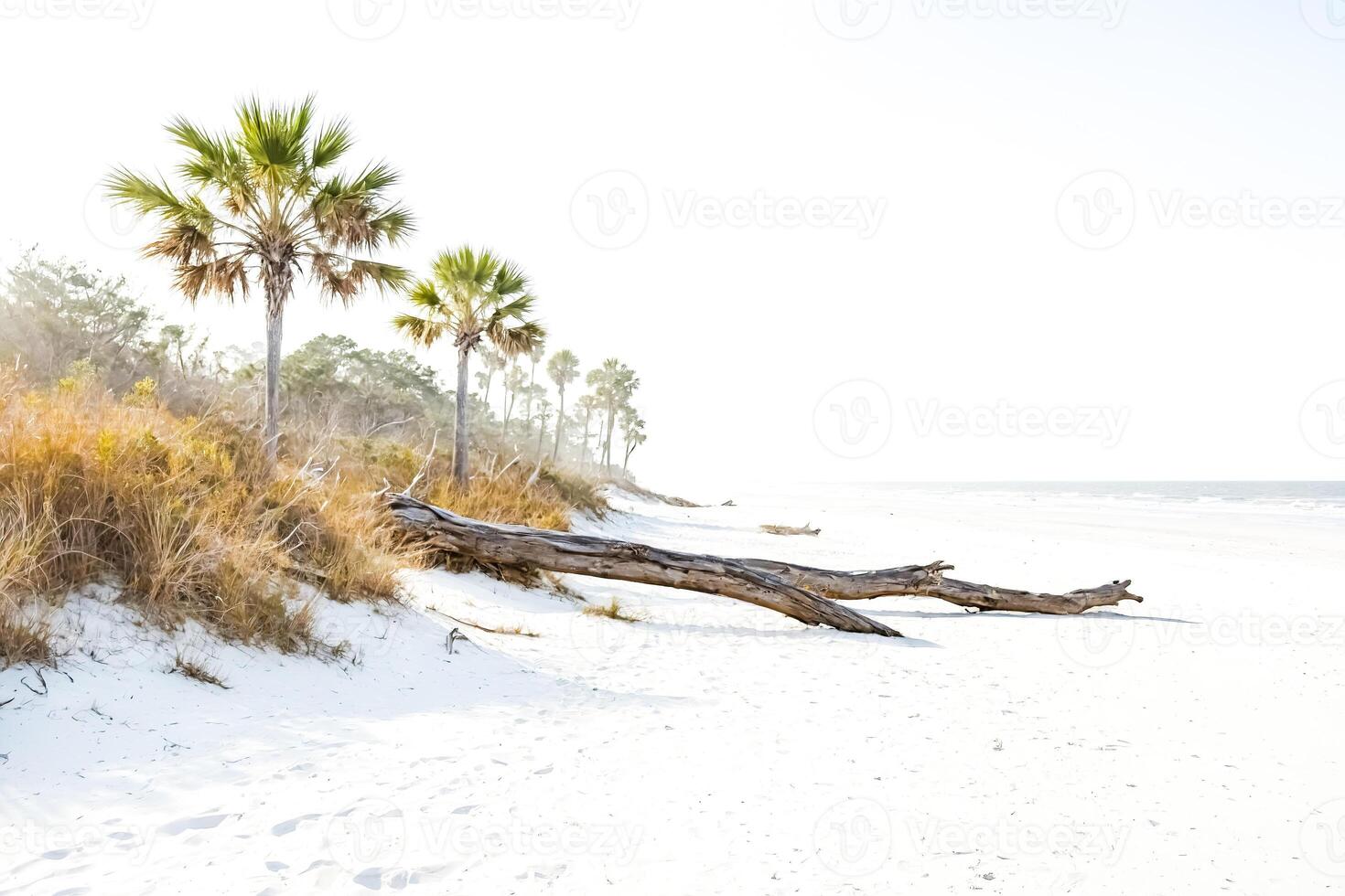Palm Trees and Driftwood on a Pristine Beach photo