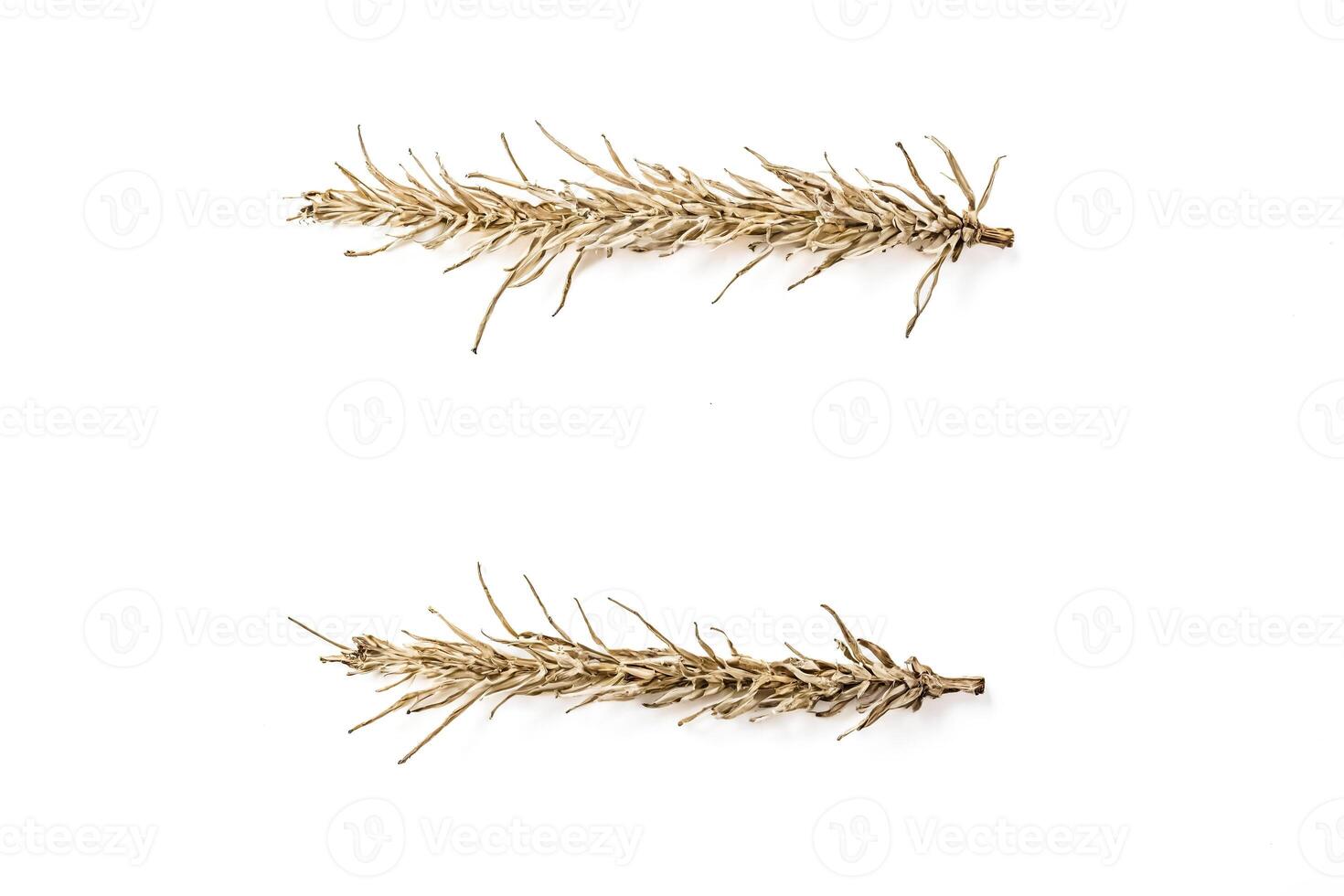 Two Dried Twigs on White Background photo