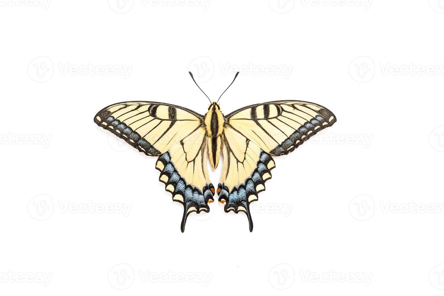 Close-up of a Swallowtail Butterfly on a White Background photo