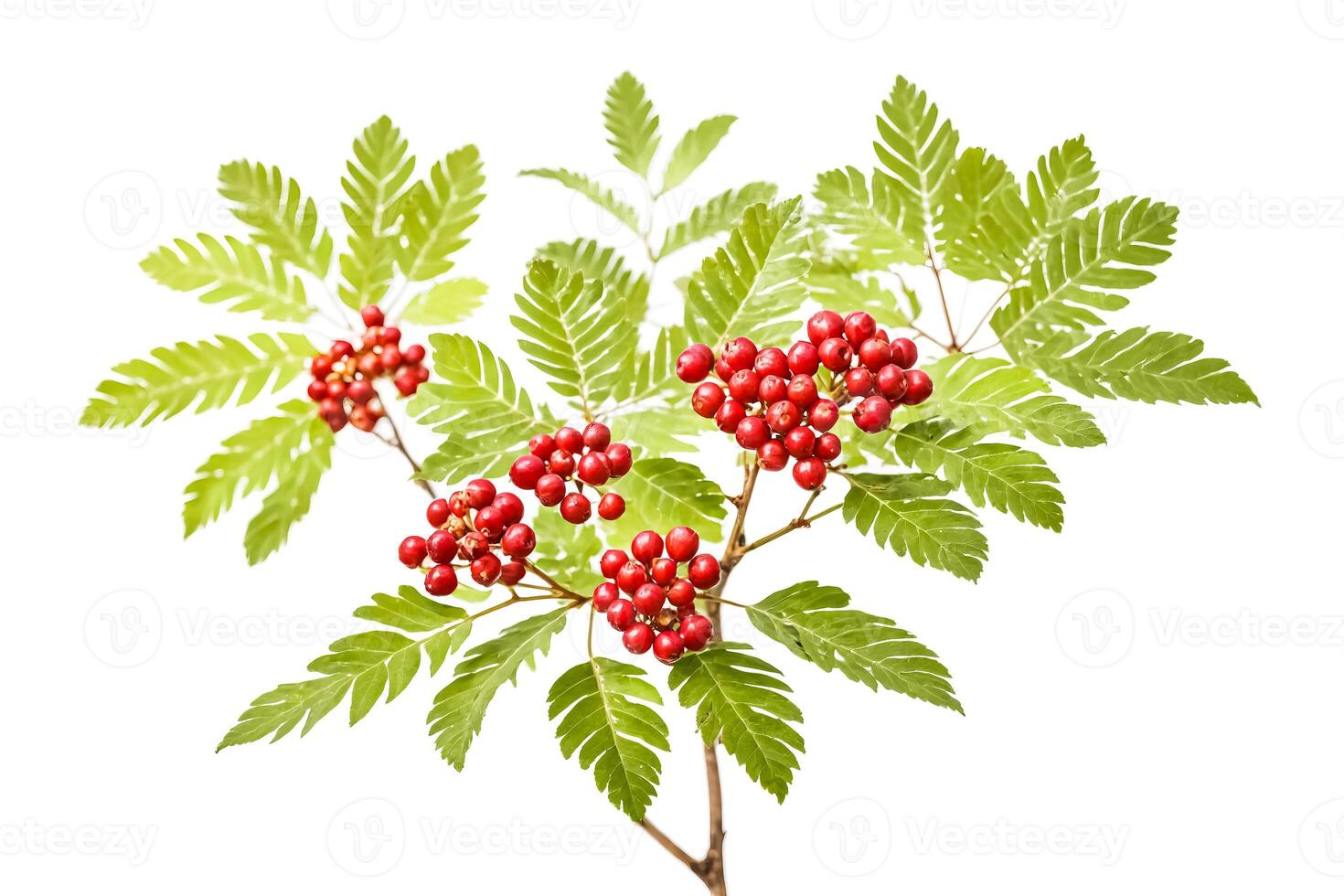 Red Berries on Green Branch photo