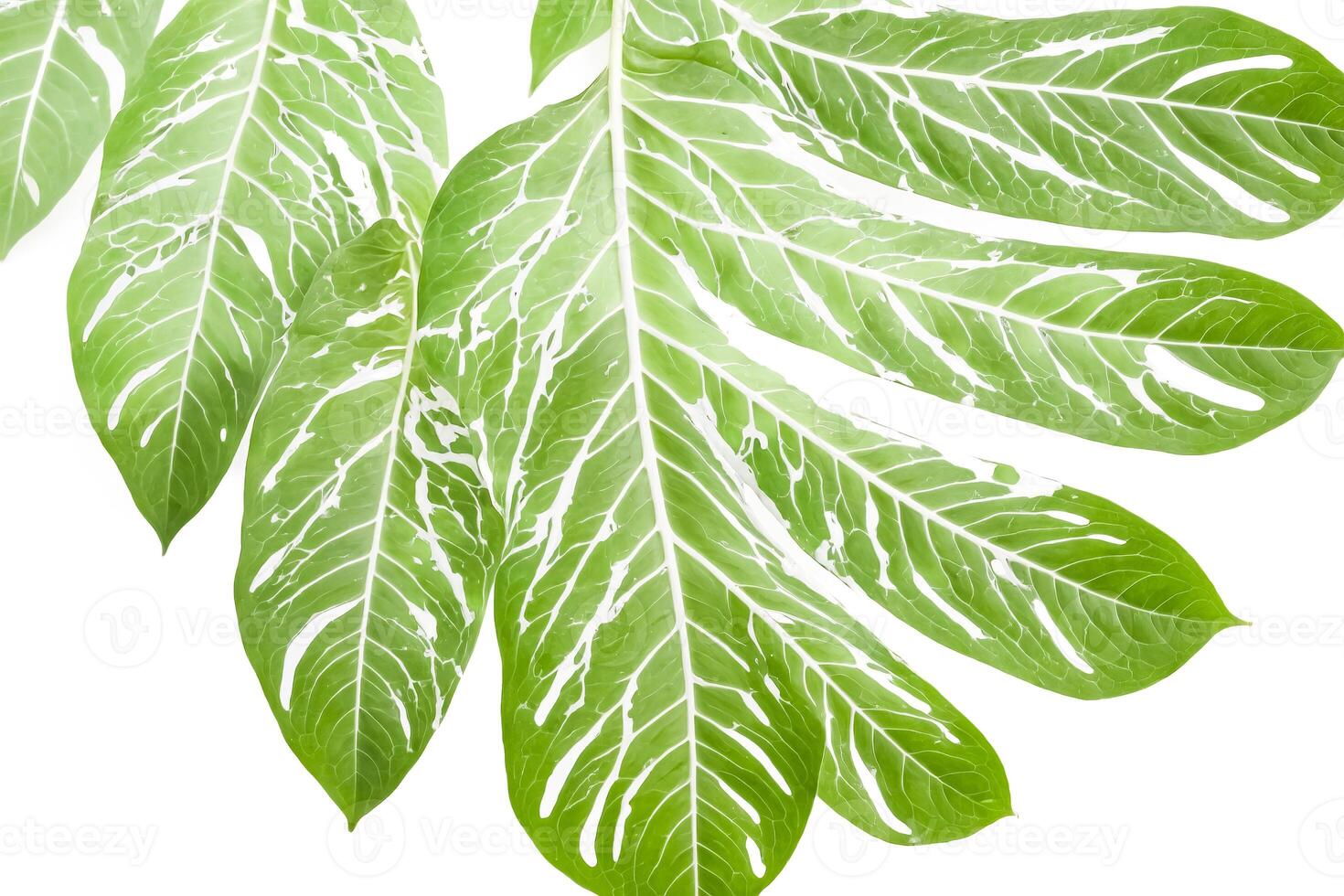 Variegated Monstera Leaf on White Background photo