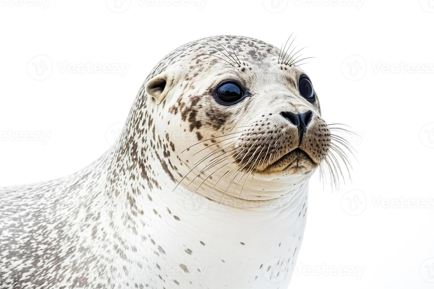 Close Up of Seal with Black Eyes photo