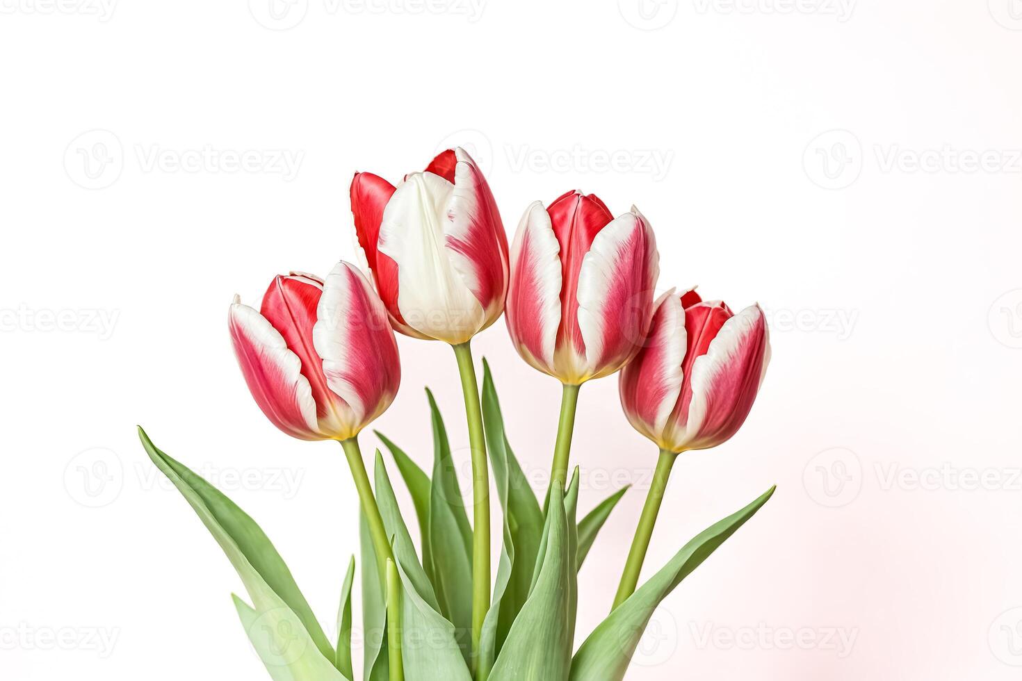 Close-Up of Four Red and White Tulips on White Background photo