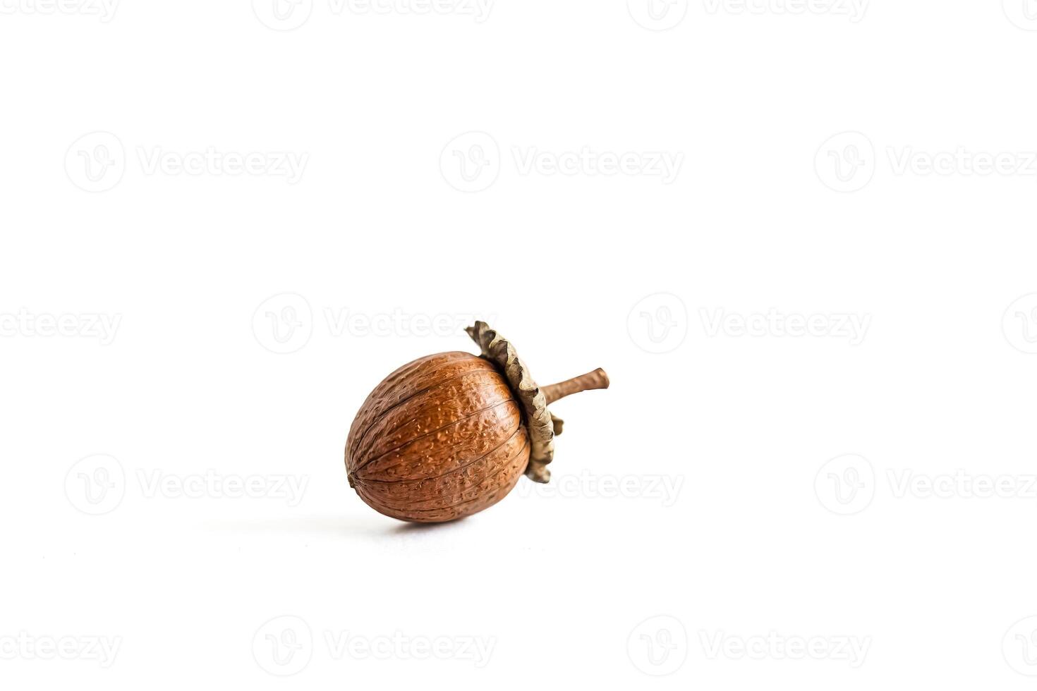 Single Acorn Isolated on White Background photo