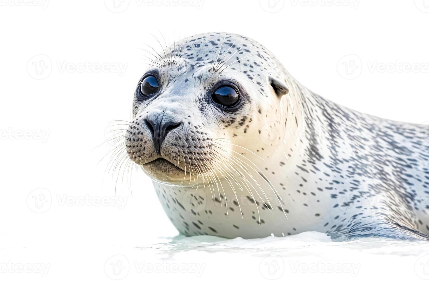 Close-up of a Harbor Seal with Curious Expression photo