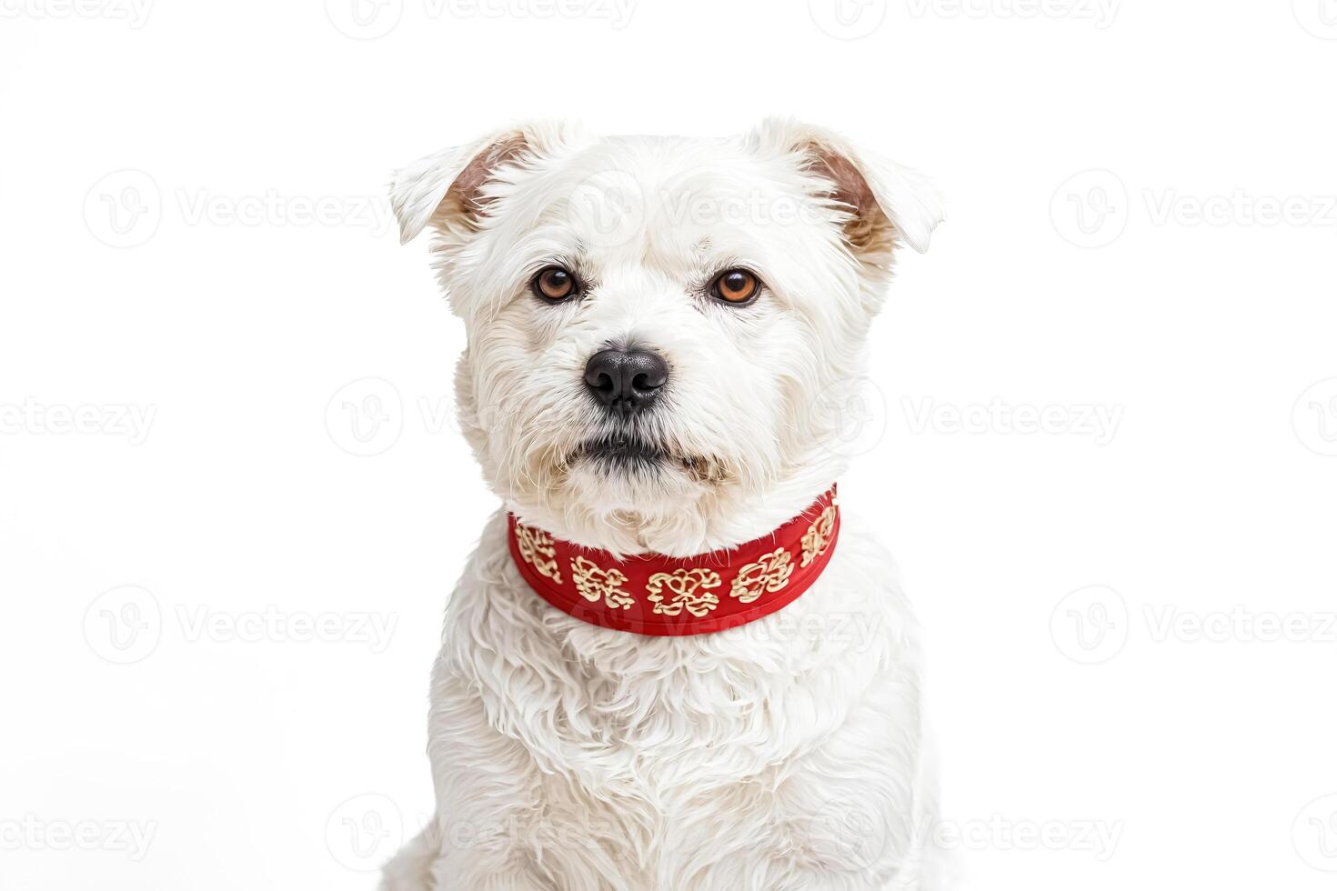 White Dog with Red Collar on White Background photo