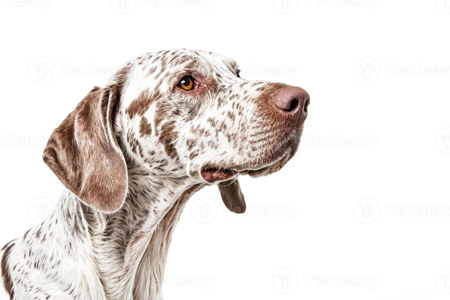 Portrait of a brown and white dog with a curious expression photo