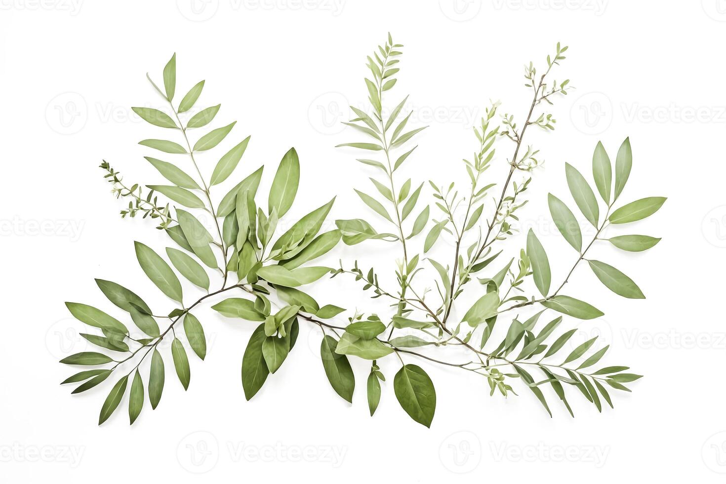 Green Leaf Arrangement on White Background photo