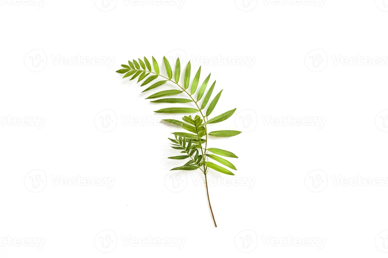 Single Green Leaf Branch on White Background photo