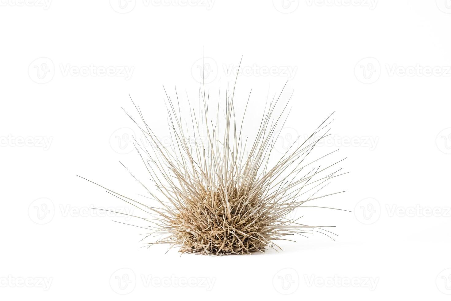 Dry Grass Bush Isolated on White Background photo
