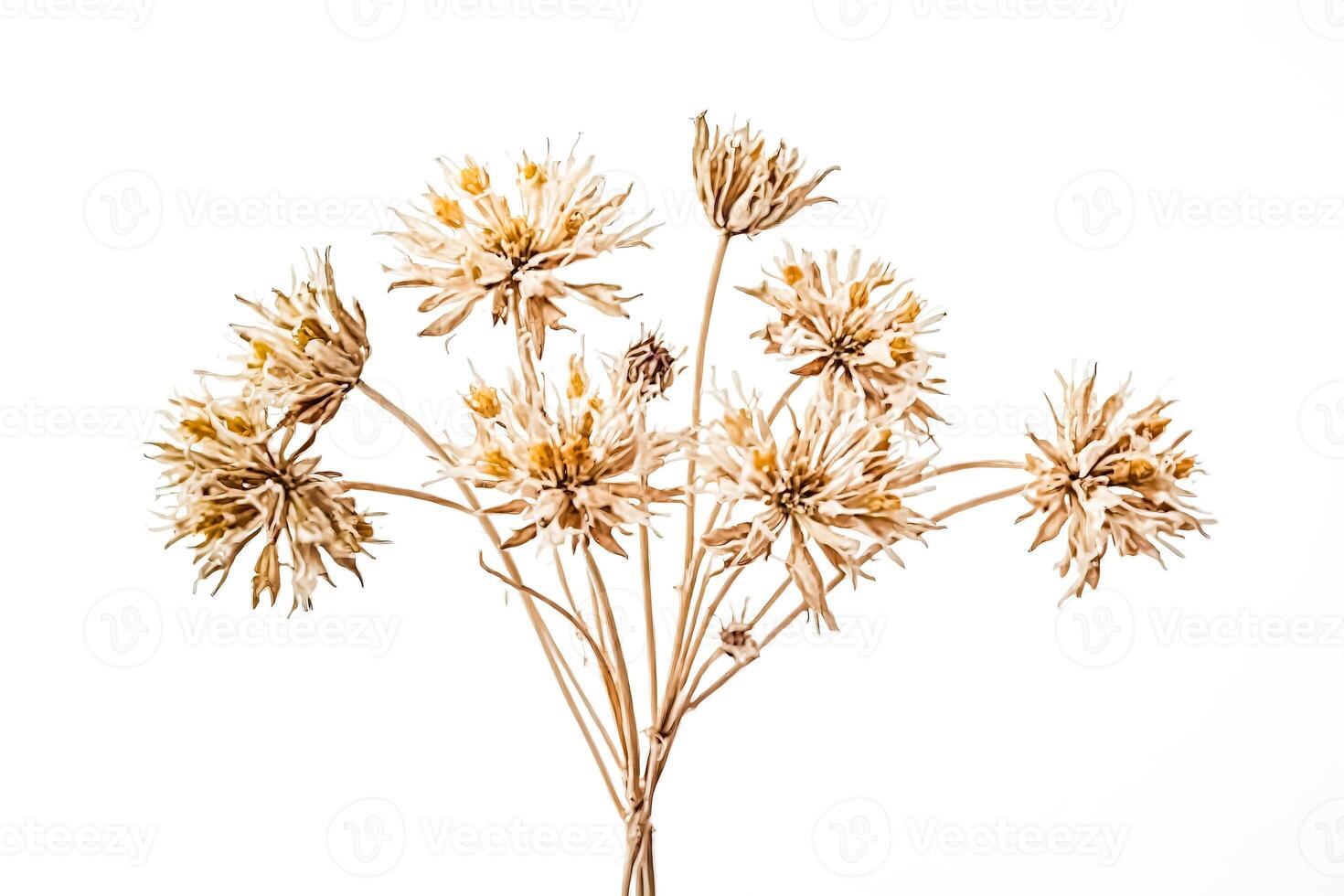 Dried Flower Bouquet on White Background photo