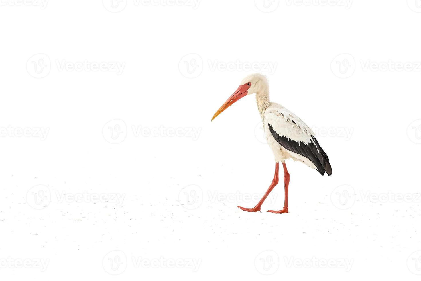 Yellow-billed Stork walking on white background photo