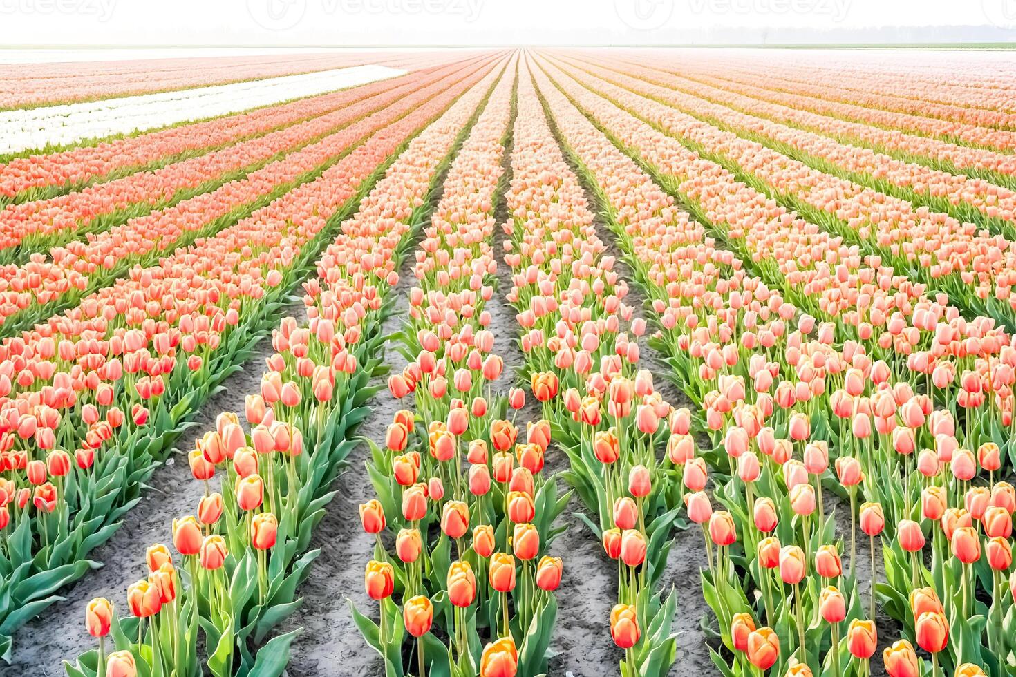 Rows of Peach Tulips in a Dutch Field photo