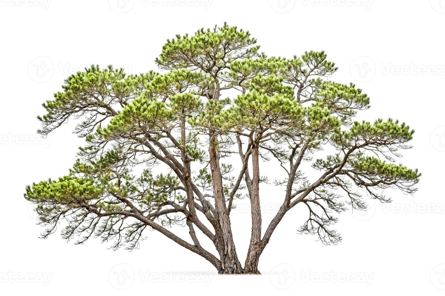 Pine Tree Isolated on White Background photo