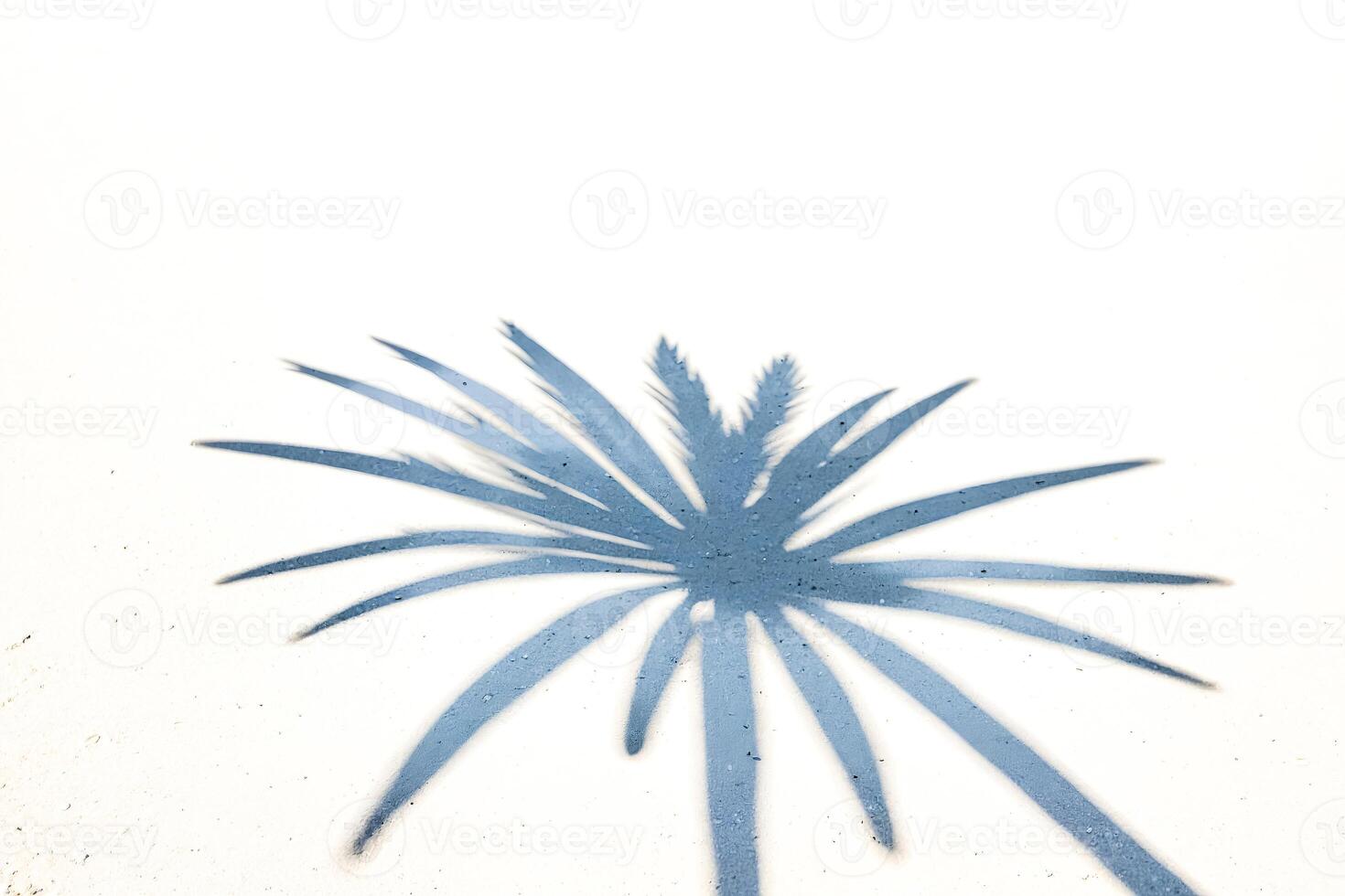 Palm Tree Shadow on White Sand photo