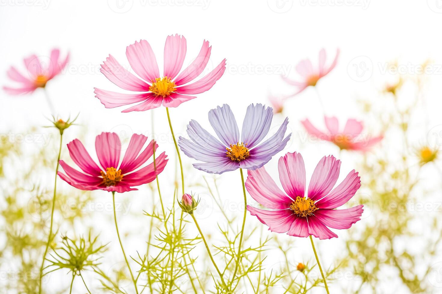 Delicate Cosmos Flowers Against a White Background photo