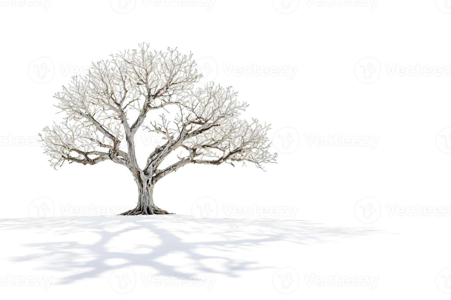 Bare Tree in Winter with a Shadow photo