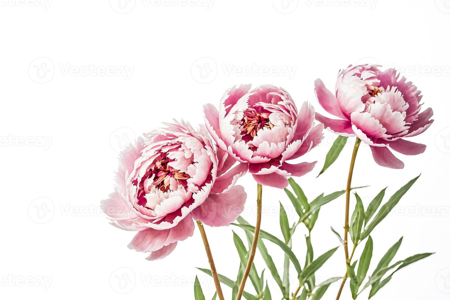 Pink Peony Flowers on White Background photo