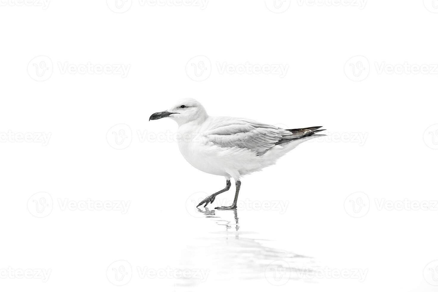 White Seagull in a White World photo