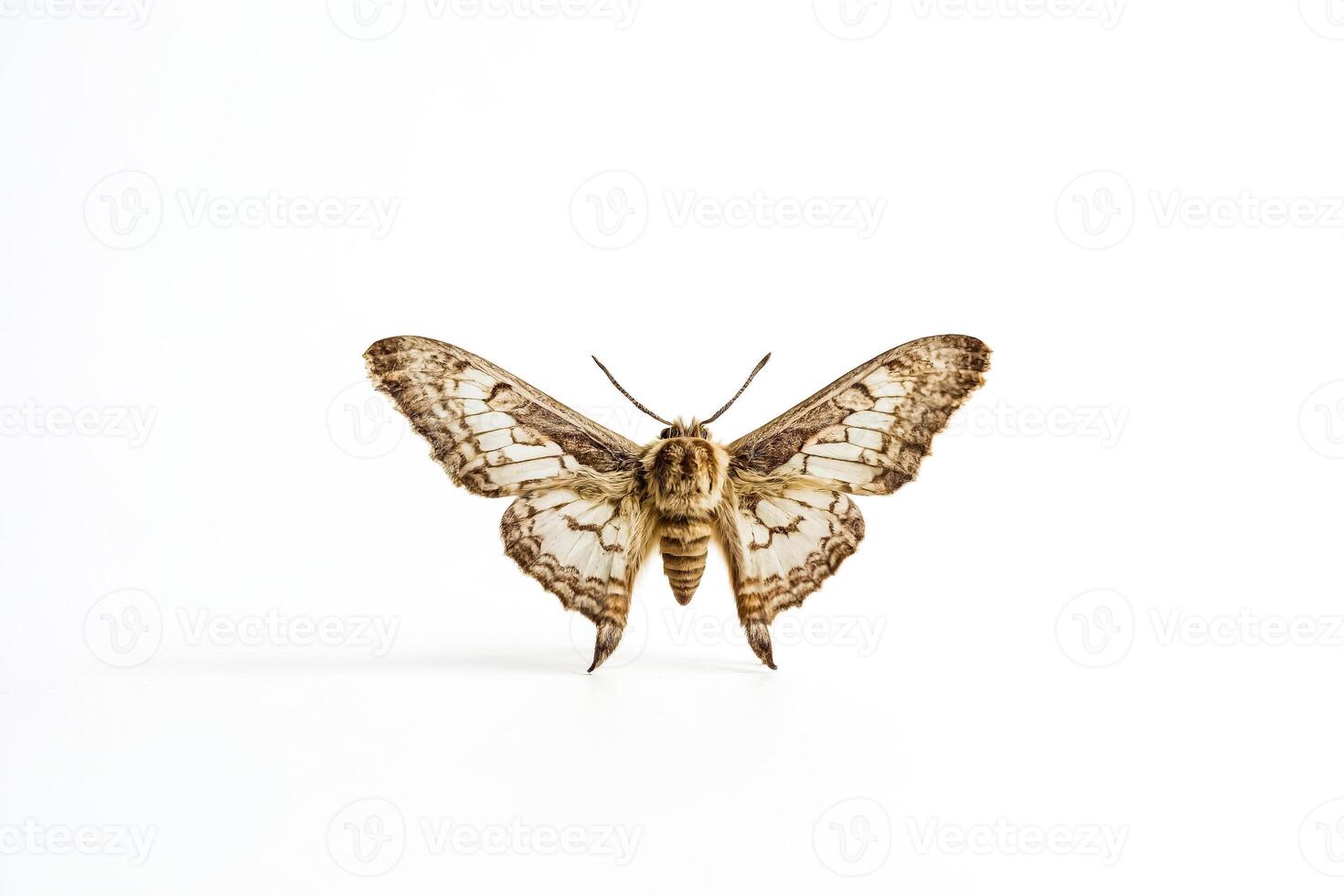 A Moth with Brown and White Wings on a White Background photo