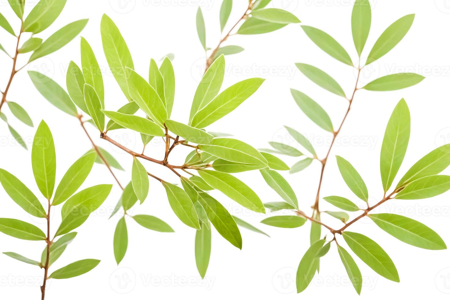 Close-up of Green Leaves on a White Background photo