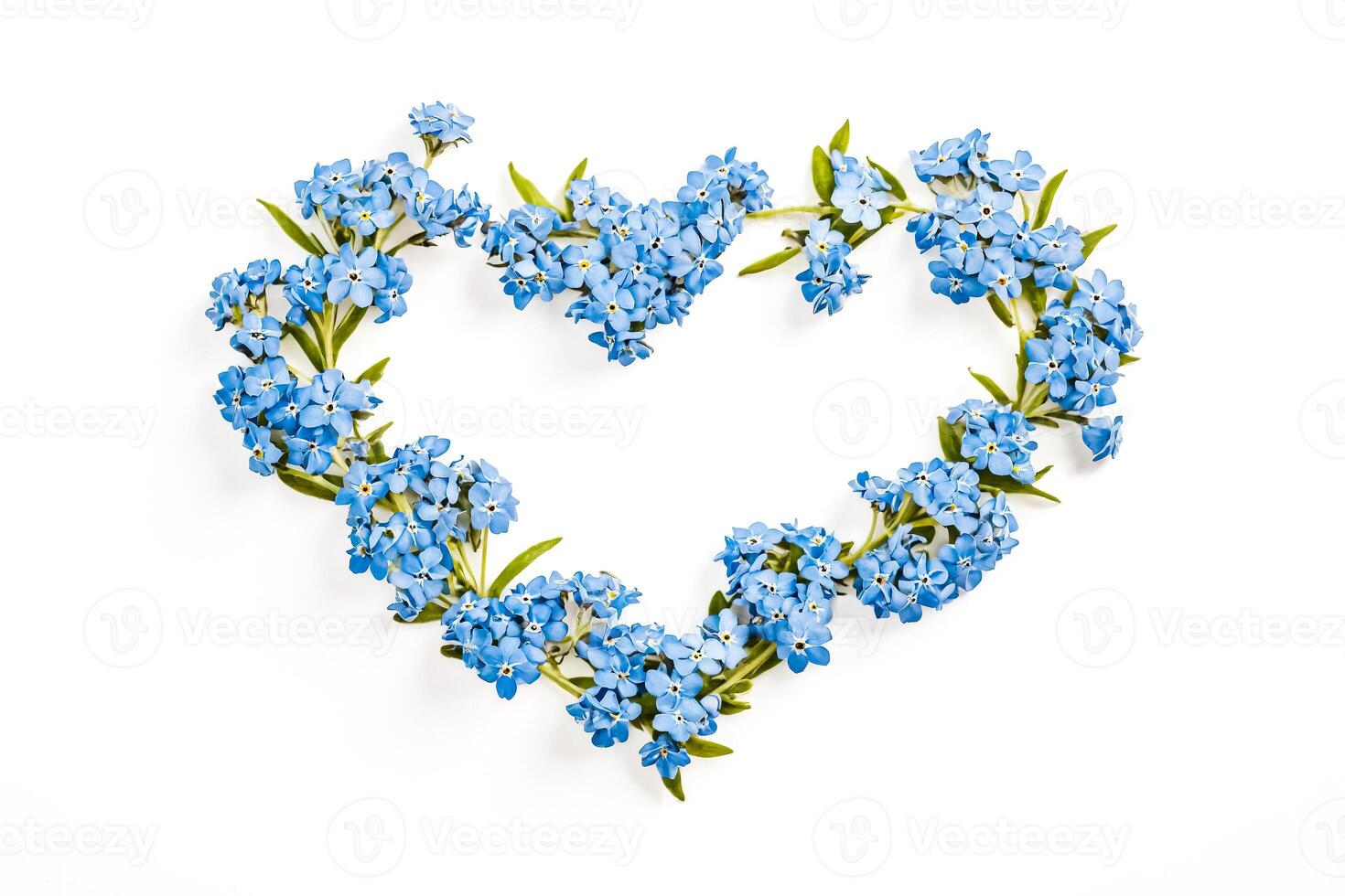 Heart Shaped Forget-Me-Not Flowers photo