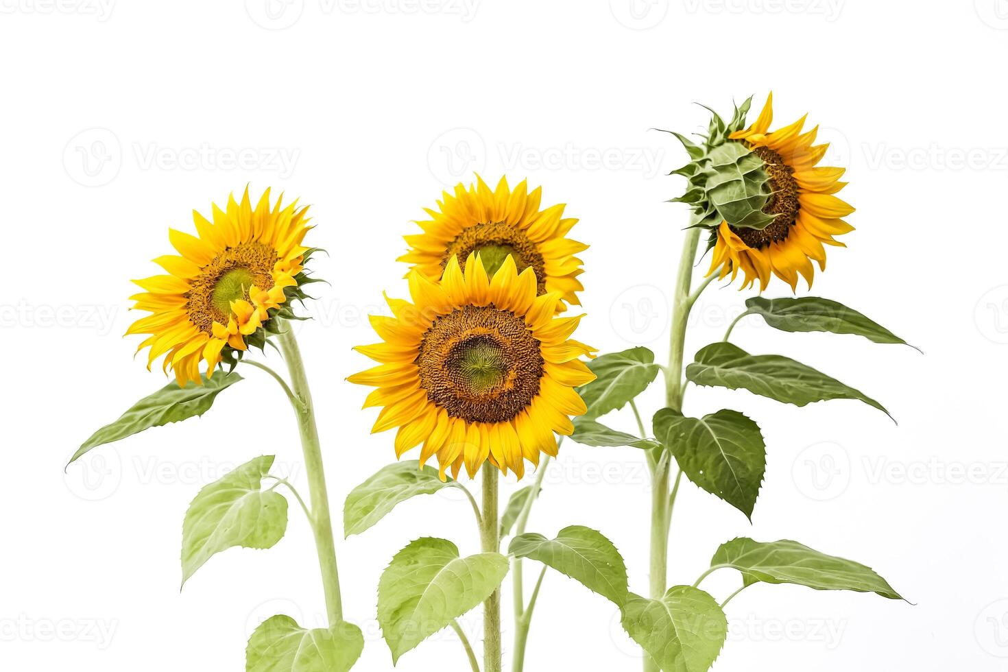 Vibrant Yellow Sunflowers on White Background photo