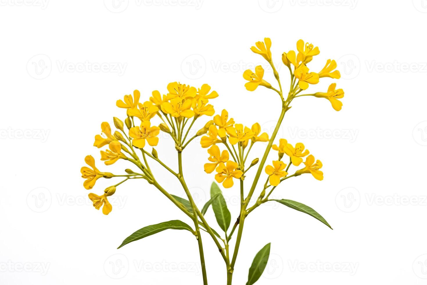 Yellow Flowers on a White Background photo