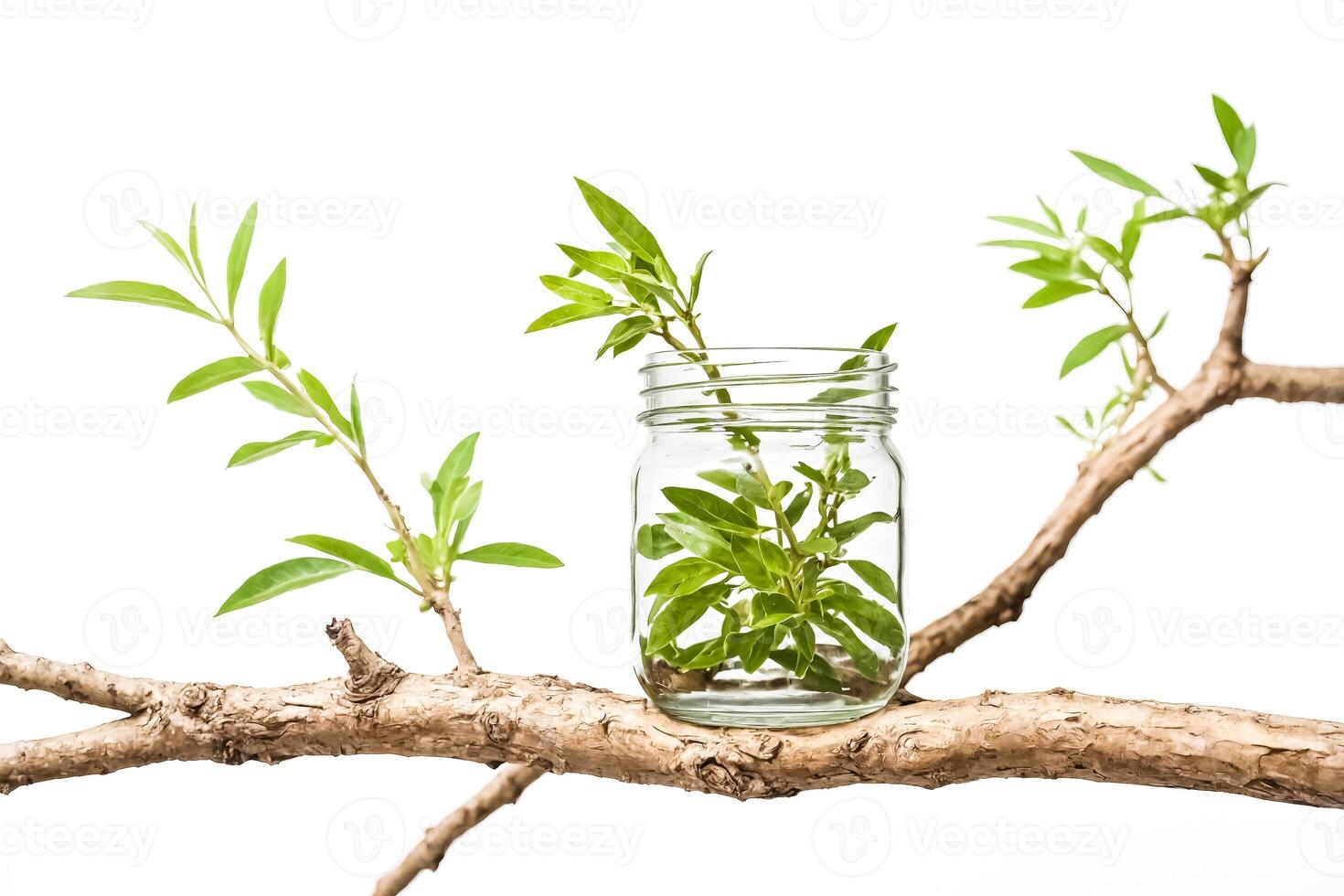 Glass Jar with Plant on Tree Branch photo
