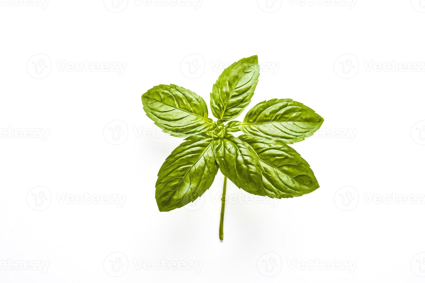 Fresh Green Basil Leaf Isolated on White Background photo