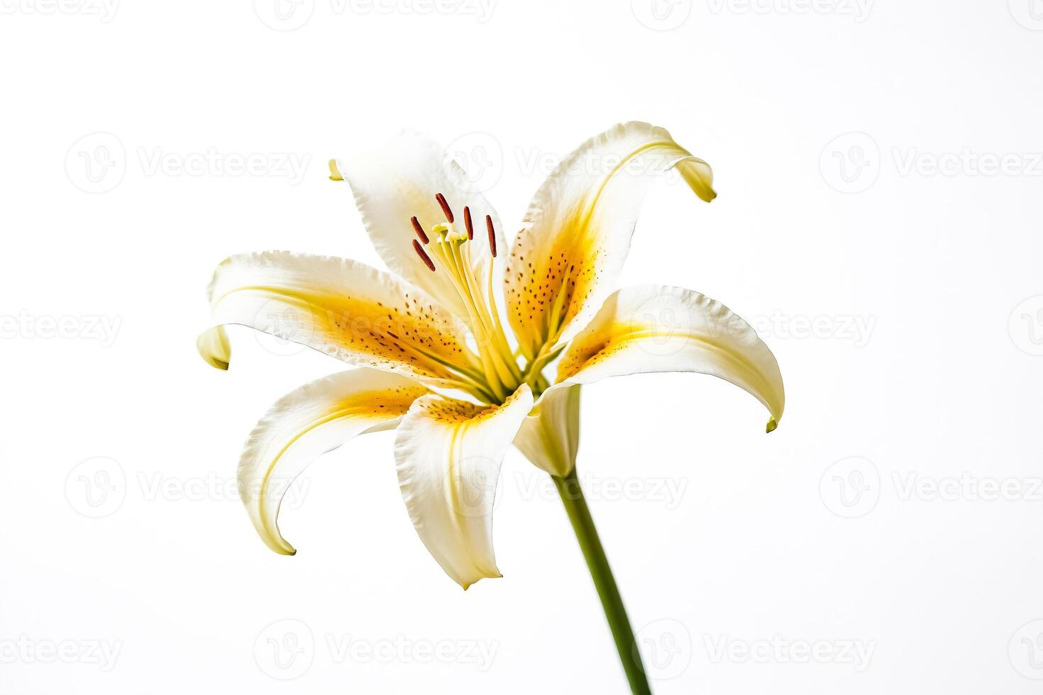 White Lily with Yellow Spots photo