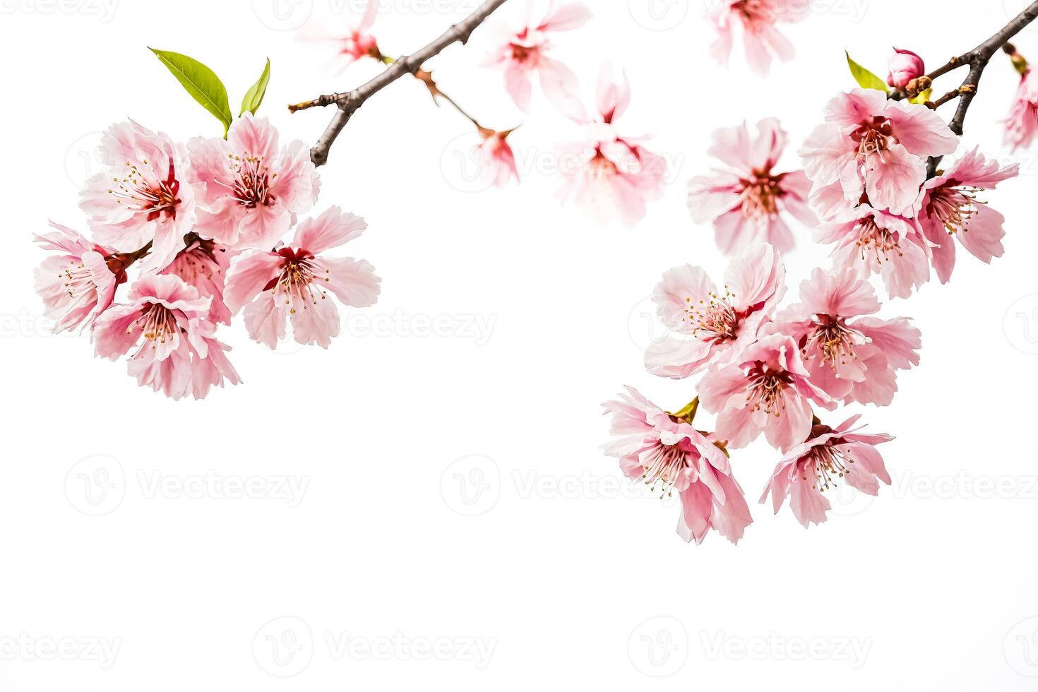 Pink Cherry Blossom Branch Isolated on White Background photo