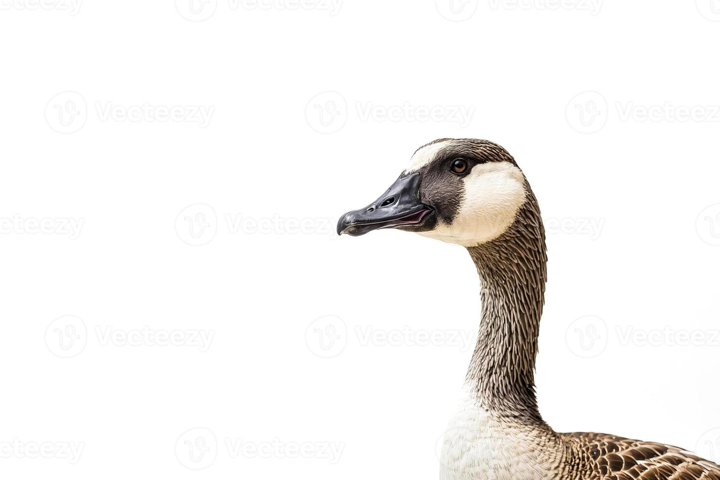 Close up portrait of a goose isolated on white background photo