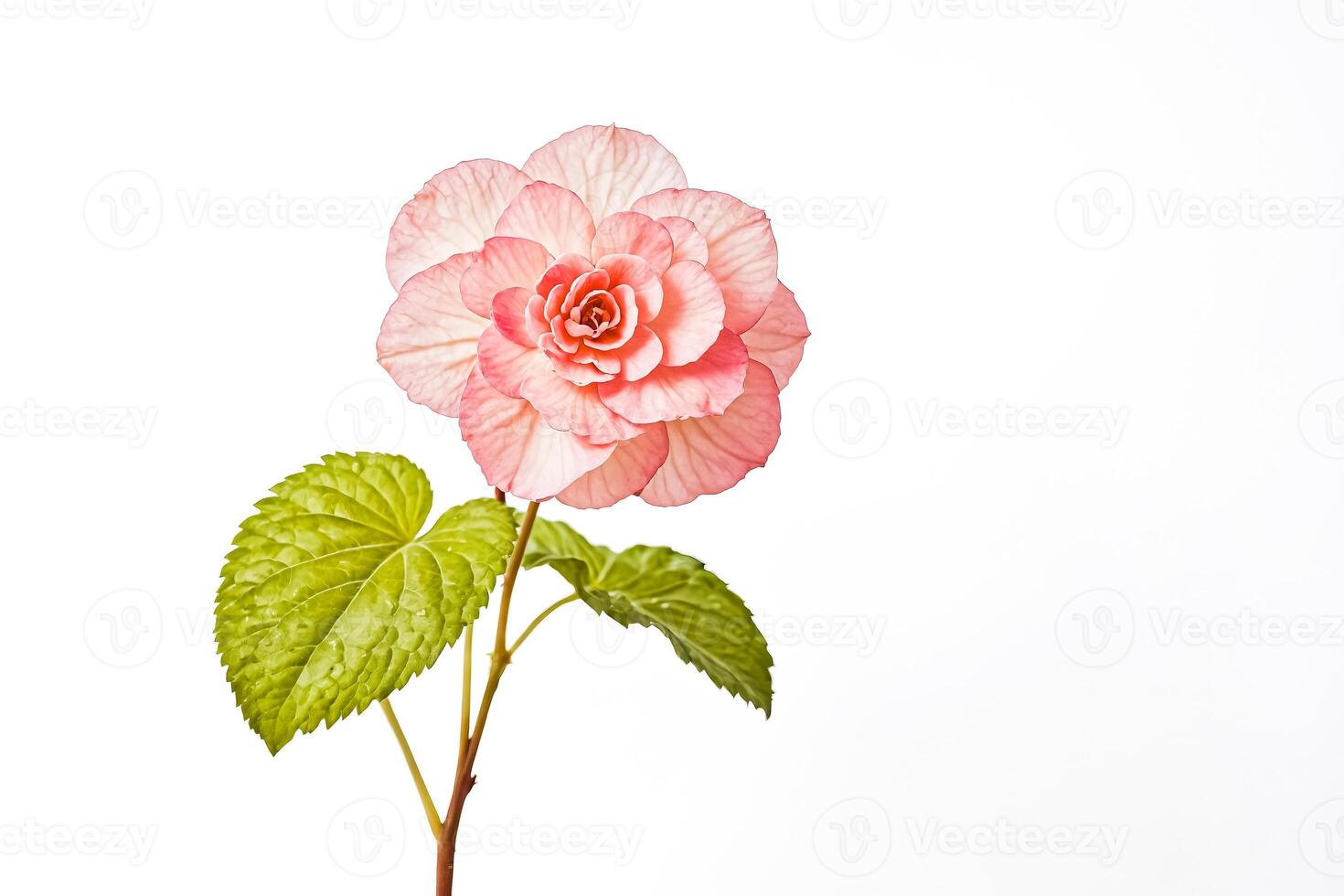 Delicate Pink Begonia Flower with Green Leaves photo