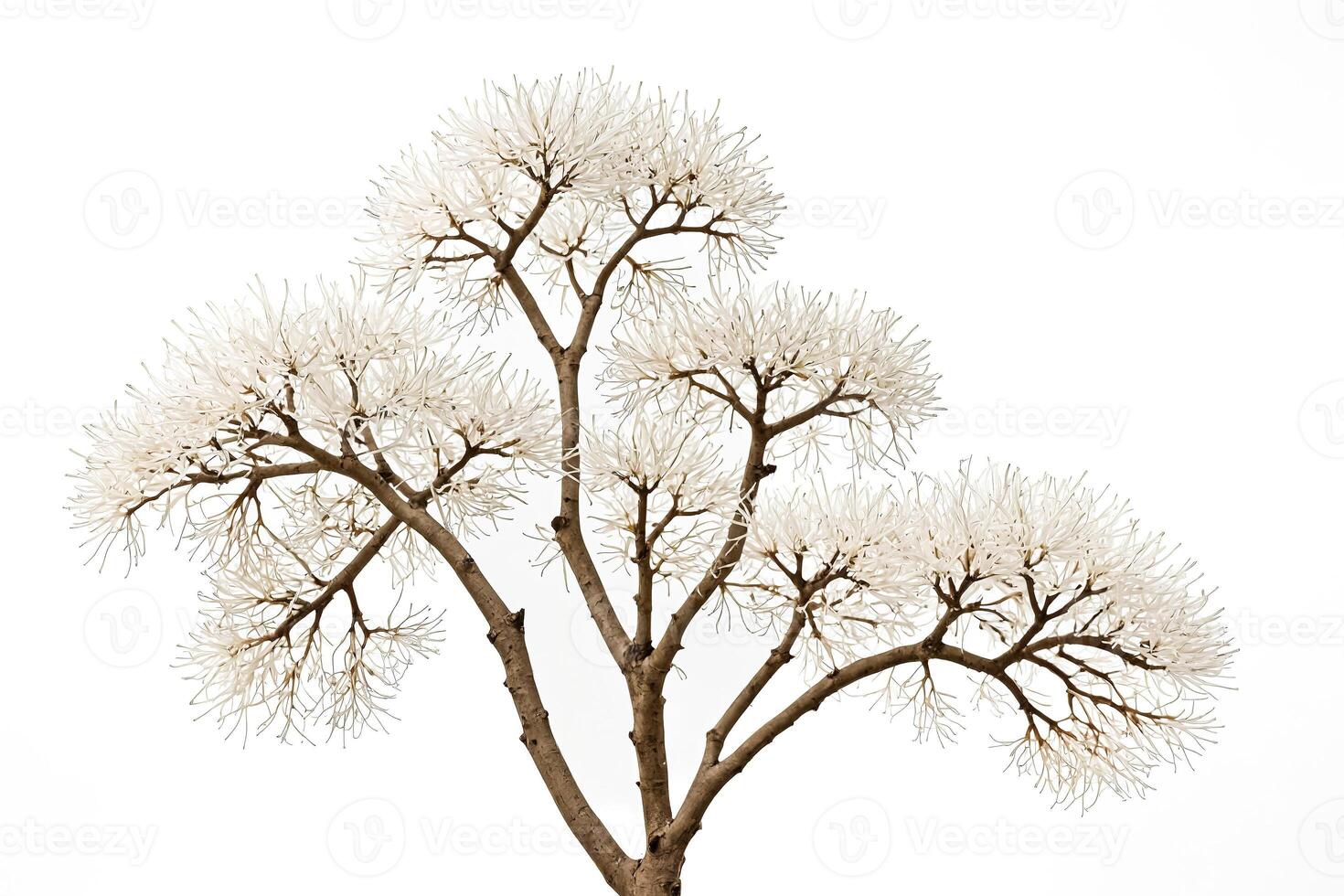 Tree Branch with White Flowers on White Background photo