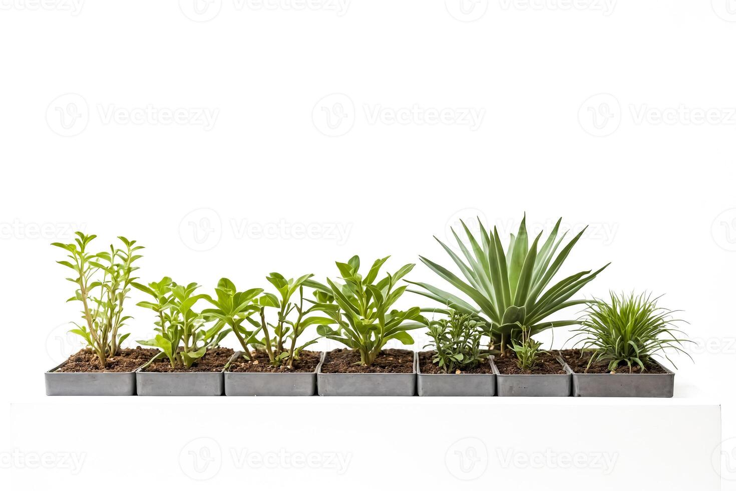 Green plants in pots on white background photo