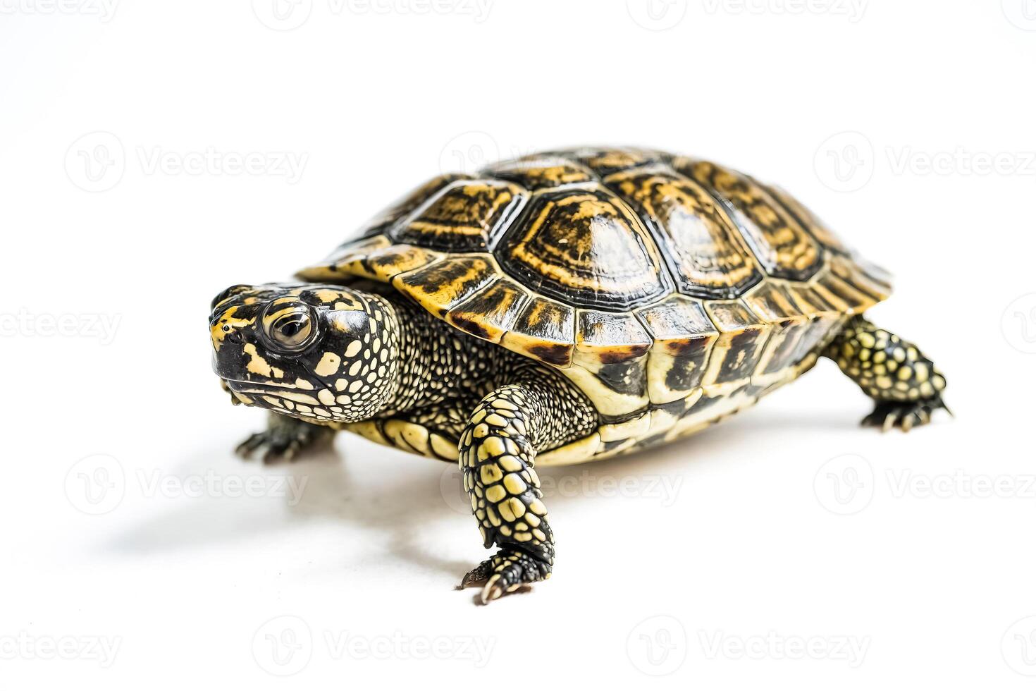 Close-up of a Small Turtle with a Yellow and Black Shell photo