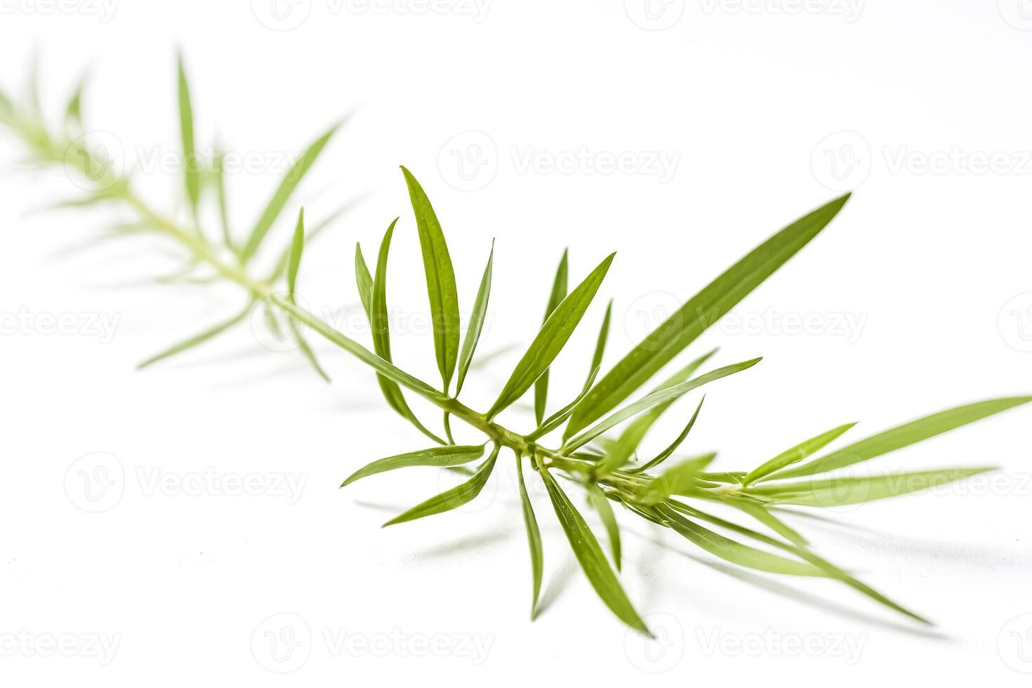 Green Sprig of Tarragon photo