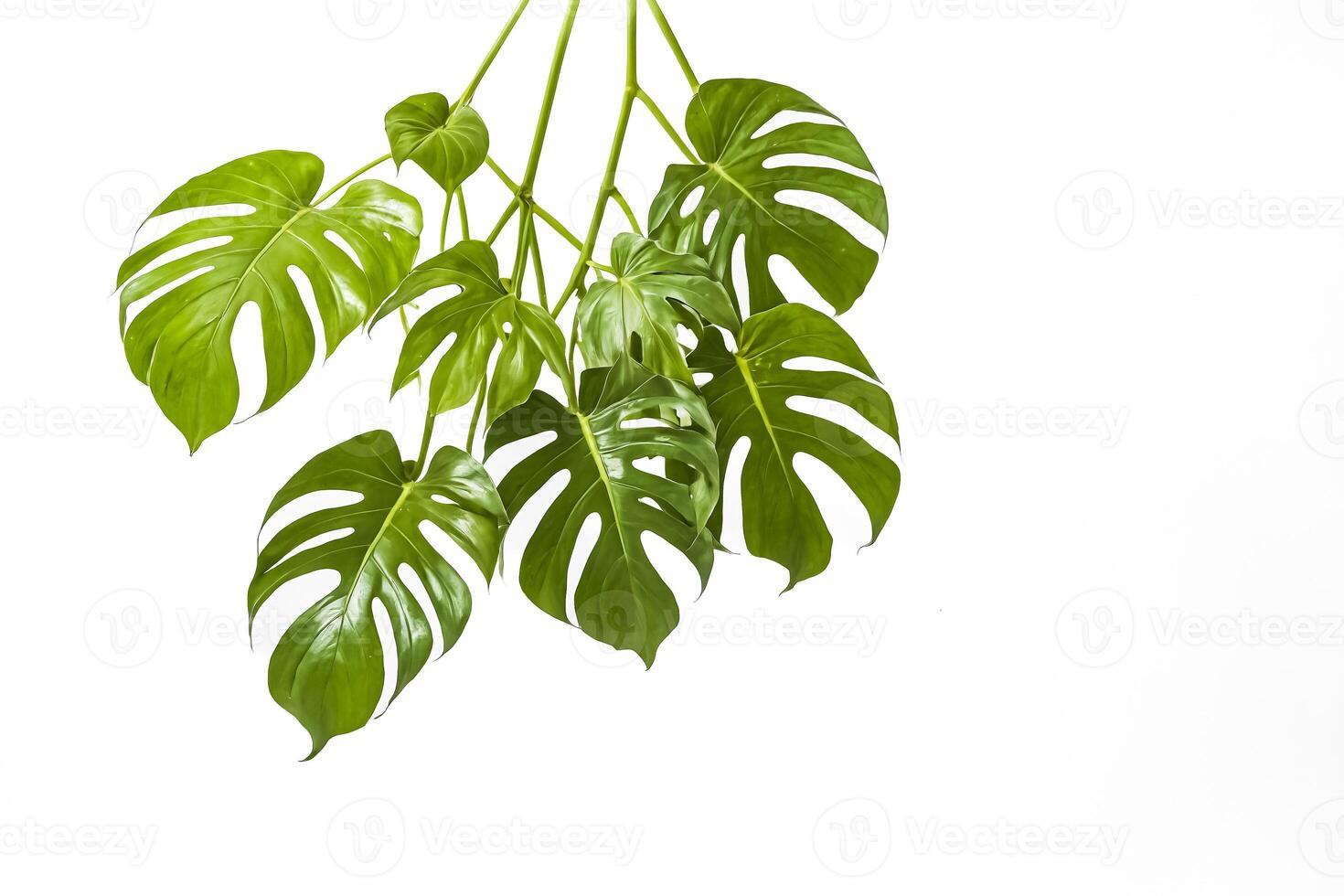 Green monstera leaves isolated on white background photo