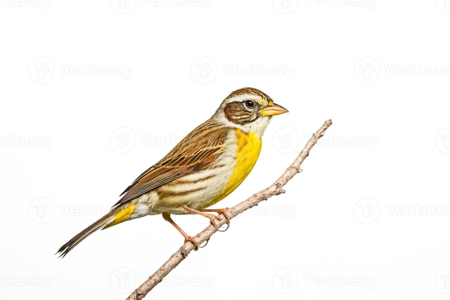 Yellow-breasted Bunting Perched on a Branch photo
