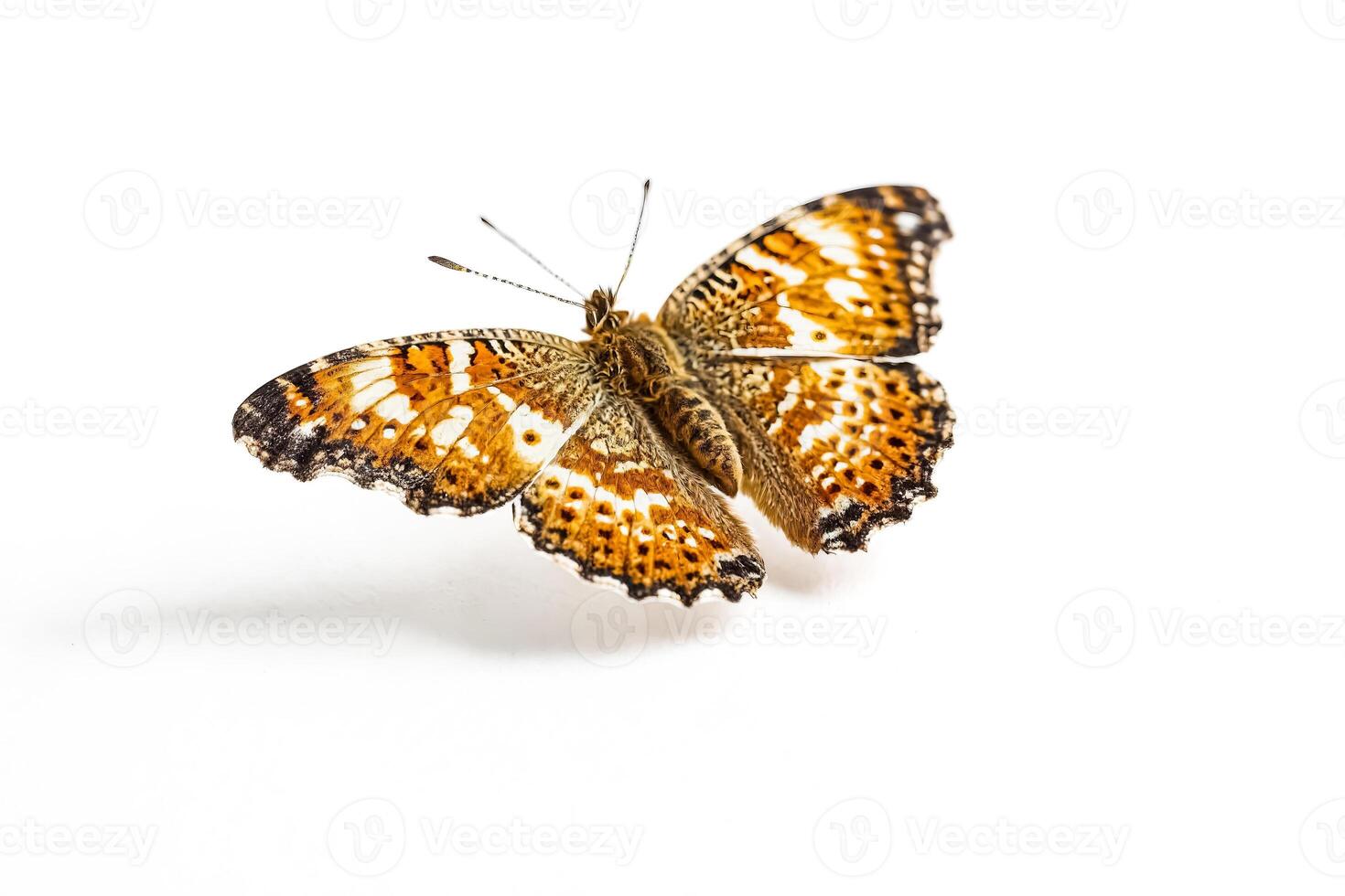 Orange and Black Butterfly on White Background photo