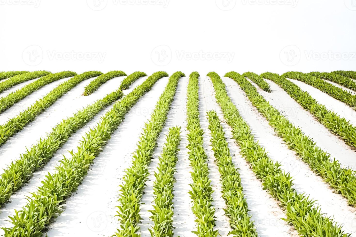 Rows of green plants in a field photo