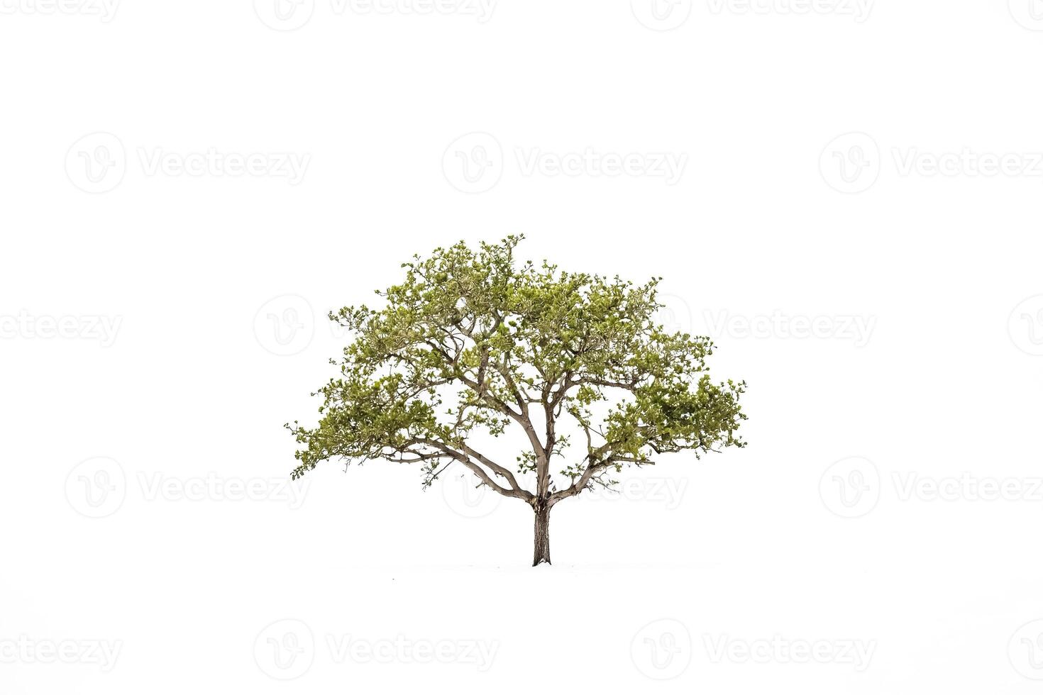 Single Tree Isolated on White Background photo