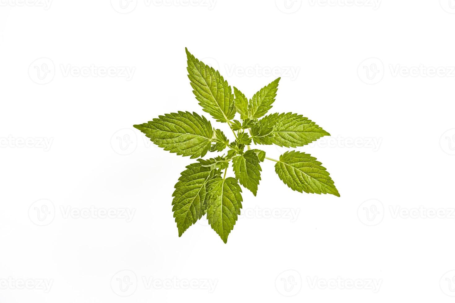 Green Leaf Sprout Isolated On White Background photo