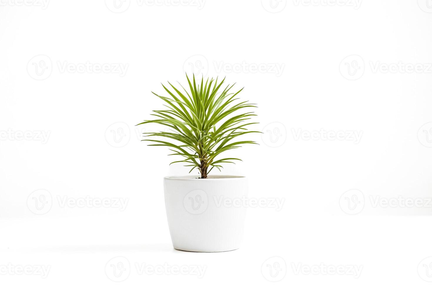 Green Plant in White Pot on White Background photo