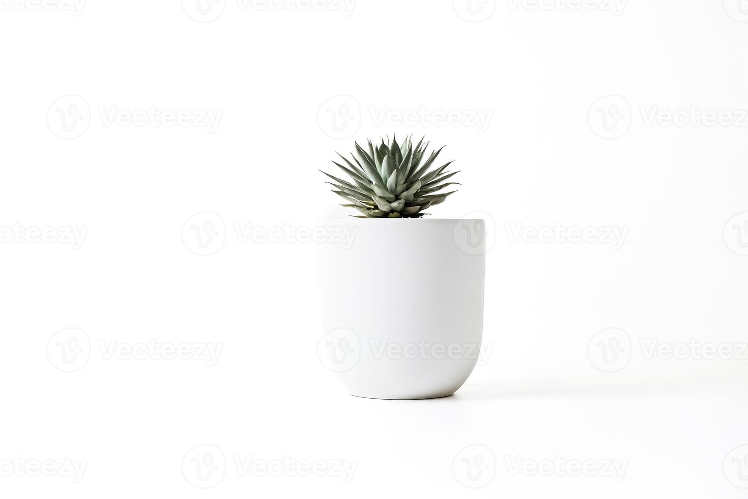 Minimalist Plant in White Pot photo